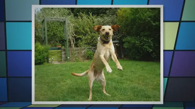 'Video thumbnail for Jumping Hazards: Safely Teach Your Dog to Jump and Protect Their Health!'
