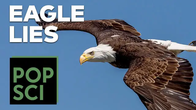 'Video thumbnail for The Truth About Bald Eagles'