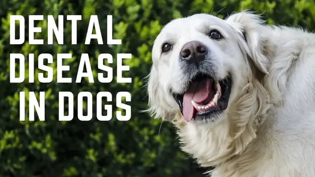 'Video thumbnail for dental disease in dogs and How to Prevent Dental Disease in Dogs'