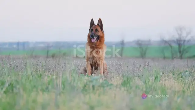 'Video thumbnail for invideo-ai-1080 The Enigmatic GSD Blue_ A Comprehensive 2024-04-25'