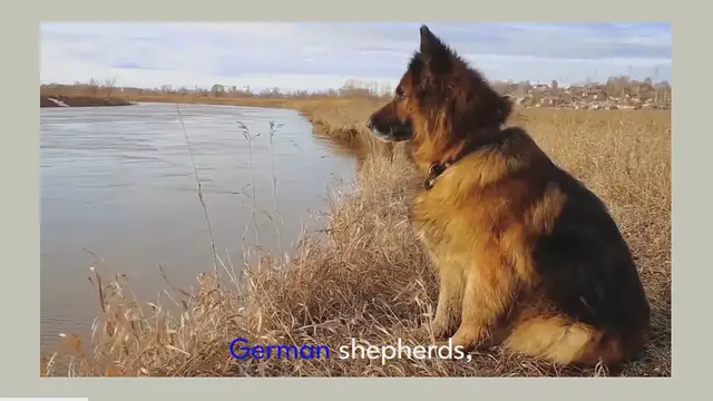 'Video thumbnail for why regular brushing is essential for your german shepherd_'