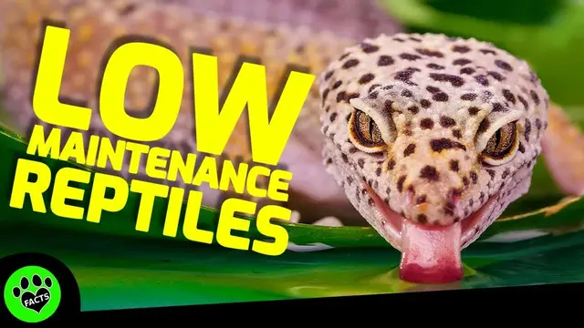 'Video thumbnail for Top 5 Low-Maintenance Reptile Pets for Beginners and Kids: Your Perfect Scaly Companion Awaits!'