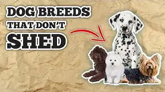 'Video thumbnail for 10 Small Dogs That Dont Shed | Non Shedding Dog Breeds'