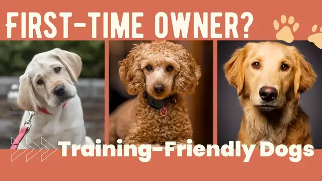 'Video thumbnail for The Best Dog Breeds for First Time Owners - Training-Friendly Breeds'
