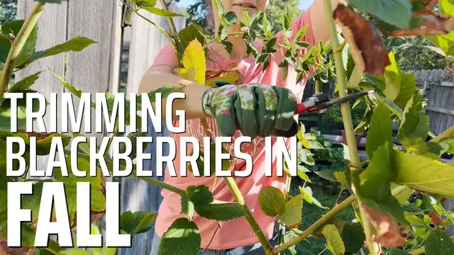 'Video thumbnail for Pruning Summer Blackberries in FALL? Yes!'