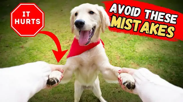 'Video thumbnail for Do Not Do This To Your Dog | It HURTS Emotionally'