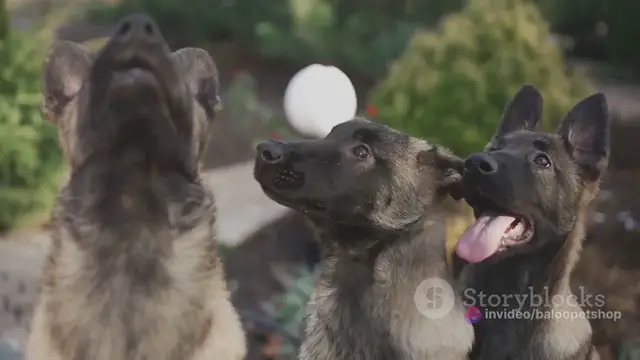 'Video thumbnail for invideo-ai-720 German Shepherds_ The Perfect Family Dog 2024-03-12'
