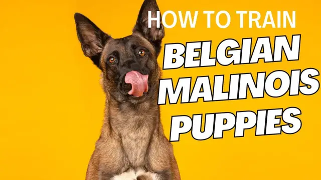 'Video thumbnail for How to Train Belgian Malinois Puppy'