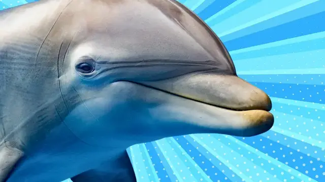 'Video thumbnail for Be a dolphin for 4 minutes straight'