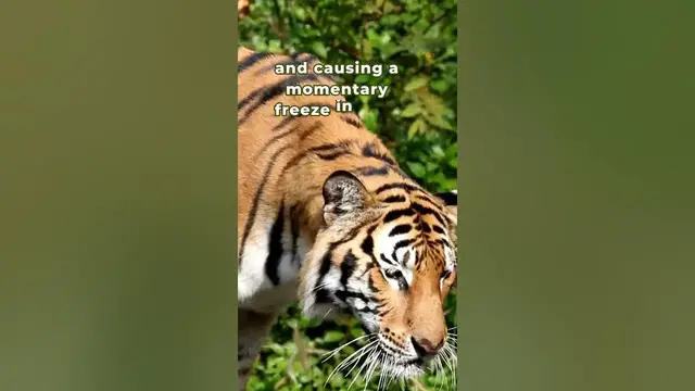 'Video thumbnail for Tiger’s Secret'