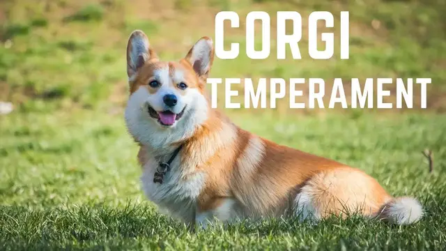 'Video thumbnail for Pembroke Welsh Corgi temperament'