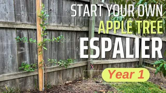 'Video thumbnail for A Beginner's Guide to Starting an Apple Espalier (Anyone Can Do It!)'