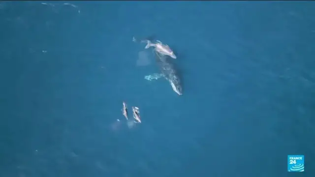 'Video thumbnail for Brazil: Whales make waves in Rio de Janeiro'