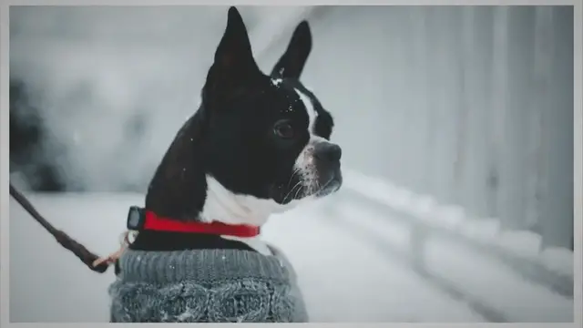'Video thumbnail for Boston Terrier Peeing in House'