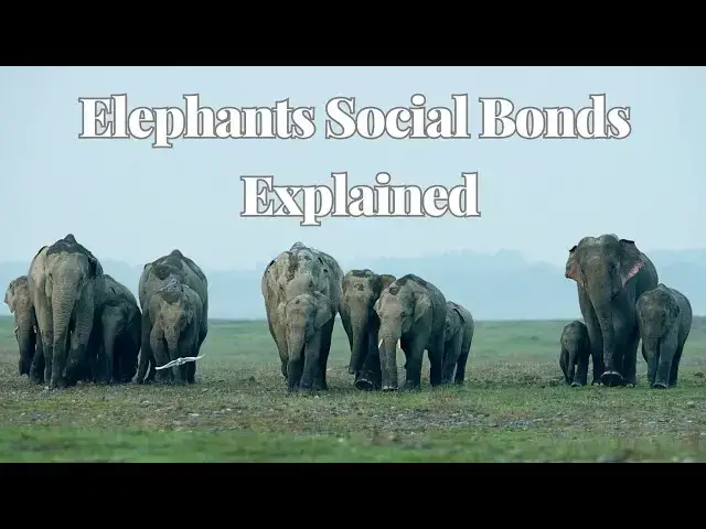 'Video thumbnail for The Social Bonds of Elephants: Understanding Their Complex Family Dynamics'