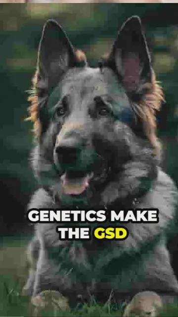 'Video thumbnail for breed all about it (1)'