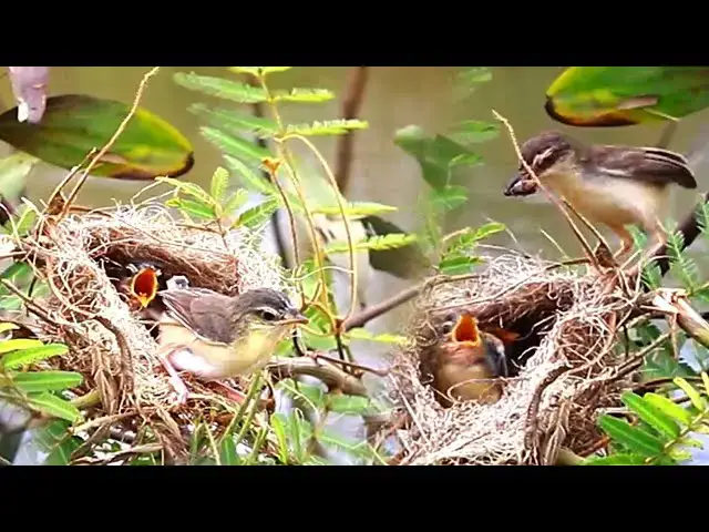 'Video thumbnail for Momy's wild bird carea or feed food babie in nest'