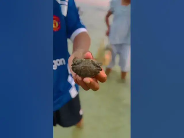 'Video thumbnail for Crab Fishing at Rawai Beach After Low Tide 🦀🌊 #CrabFishing #RawaiBeach #thailandexperience'