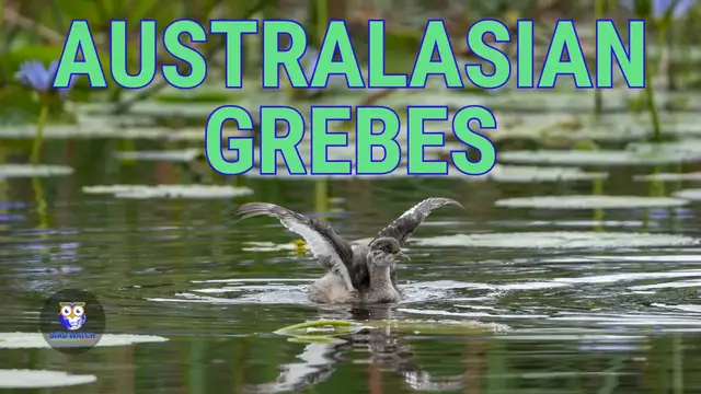 'Video thumbnail for Birds Of Australia - Australasian Grebes Preening Among Stunning Water Lilies'