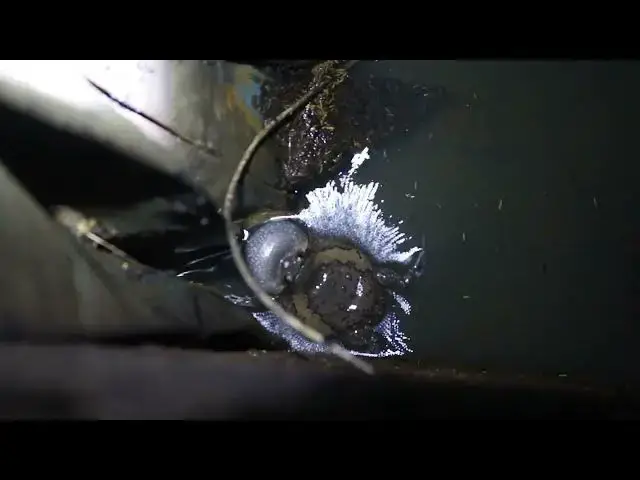 'Video thumbnail for All frog crie underwater in rain'