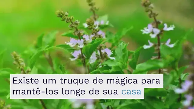 'Video thumbnail for Você é invadido por moscas no verão? Existe um truque de mágica para mantê-los longe de sua casa'