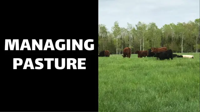 'Video thumbnail for Managing Pasture'