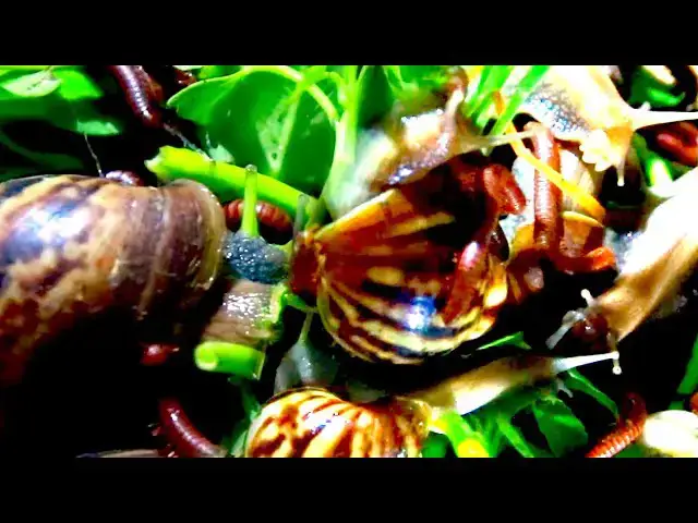 'Video thumbnail for Red snail eat fruit | Red snail eat fruit at night'