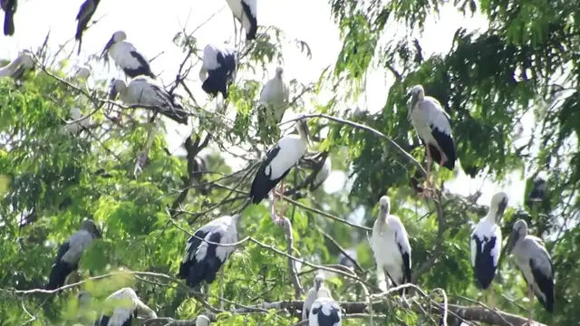 'Video thumbnail for All bird on nest at Area zoo lake of Avean'