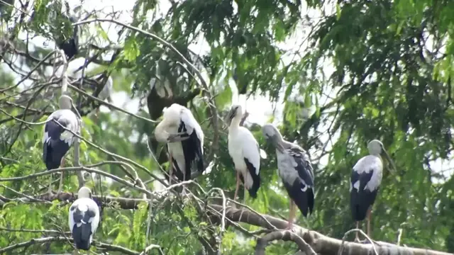 'Video thumbnail for A lot wild bird live at here'
