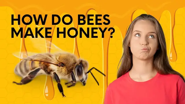 'Video thumbnail for How Do Bees Make Honey? | Honeybee Hobbyist'