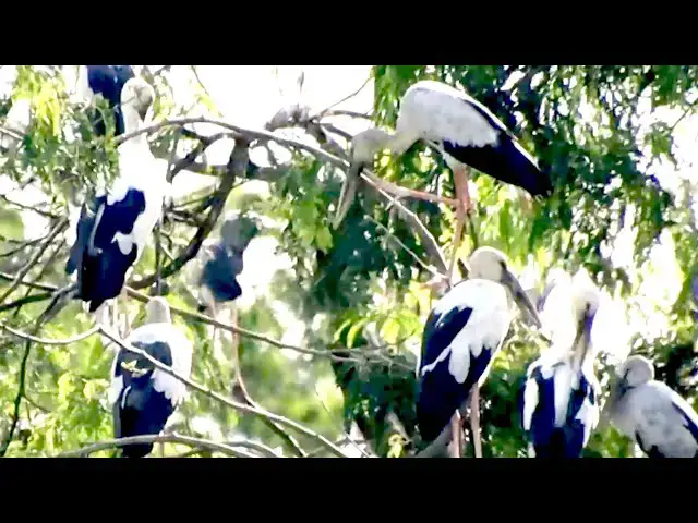 'Video thumbnail for Area wild bird live | A lot bird stay to wait made nest for baby gowth'