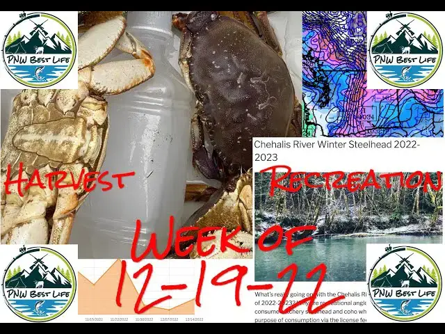 'Video thumbnail for Easy crabbing without a boat? What's really going on with our Coastal Steelhead? -  PNWBestLife'