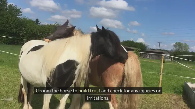 'Video thumbnail for The Ultimate Guide to Riding Horse'