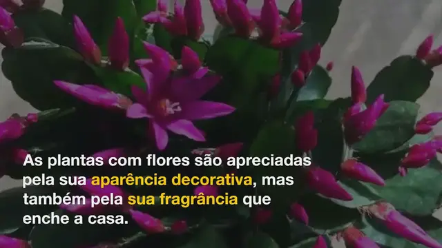 'Video thumbnail for 5 lugares da casa onde você não deve colocar plantas: ninguém pensa nisso'