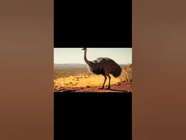 'Video thumbnail for Emus vs Humans The Great Emu War Explained! #emuwar #australia #history #historyfacts #birds'