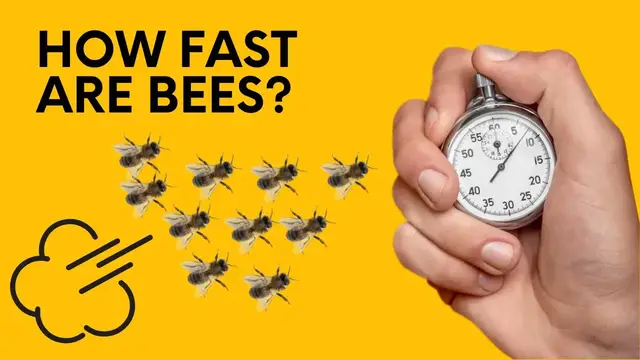 'Video thumbnail for How fast are bees? | Honeybee Hobbyist'