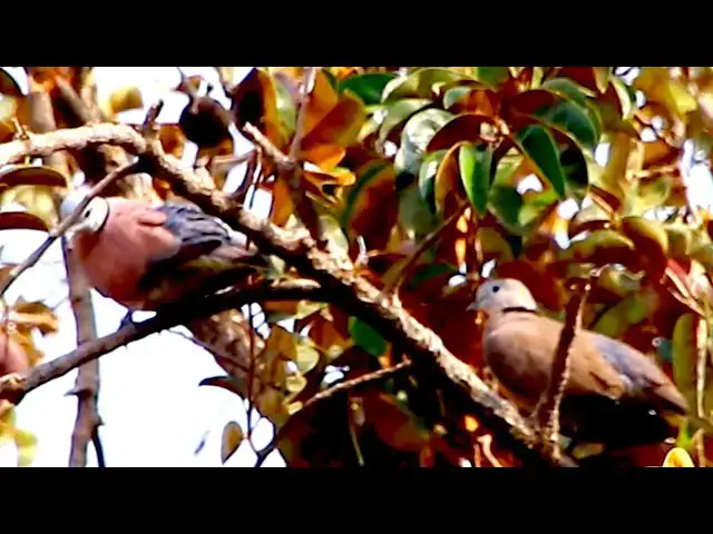 'Video thumbnail for Wild of mother dove with baby  dove'