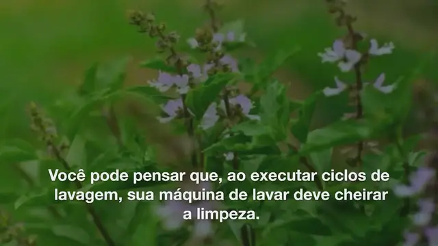 'Video thumbnail for O truque para eliminar todos os maus odores da máquina de lavar: um único produto da cozinha é suficiente para você'
