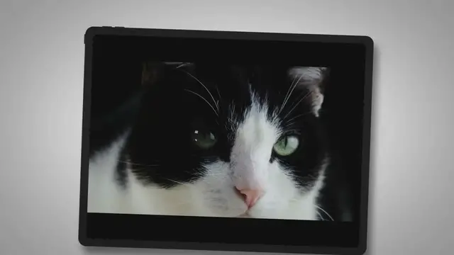 'Video thumbnail for Was sind große Fehler, welche du mit deiner Katze machen kannst?'