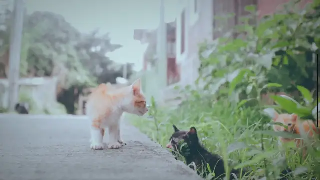 'Video thumbnail for Wissen Katzen, dass sie Sterben?'