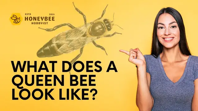 'Video thumbnail for What does a queen bee look like? | Honeybee Hobbyist'