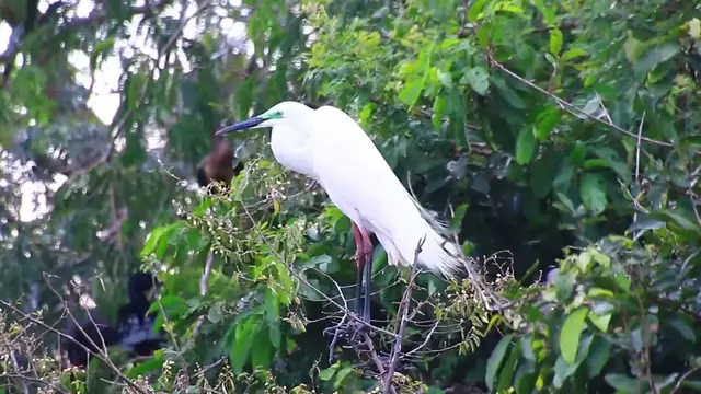 'Video thumbnail for Cute of wild white bird on nest'