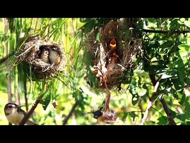 'Video thumbnail for Babie wild bird failing from nest | In field grass babie here'