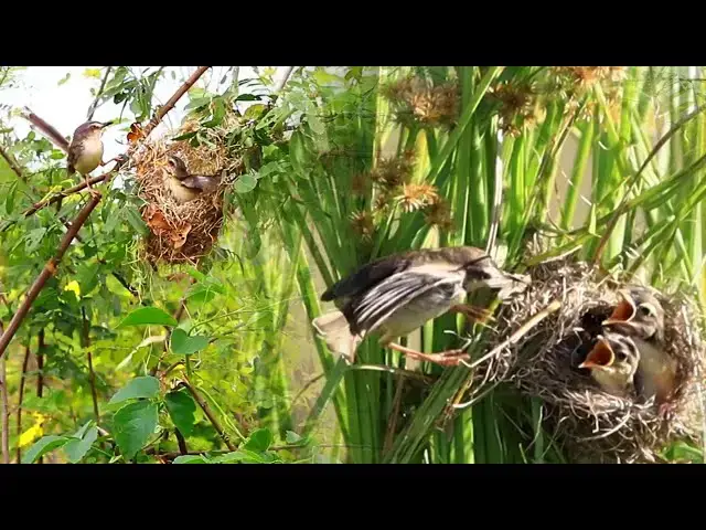 'Video thumbnail for នៅទីនេះ មានសំបុកចាប | The nest of wild bird here'
