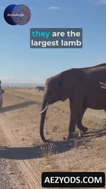'Video thumbnail for AFRICAN ELEPHANTS'