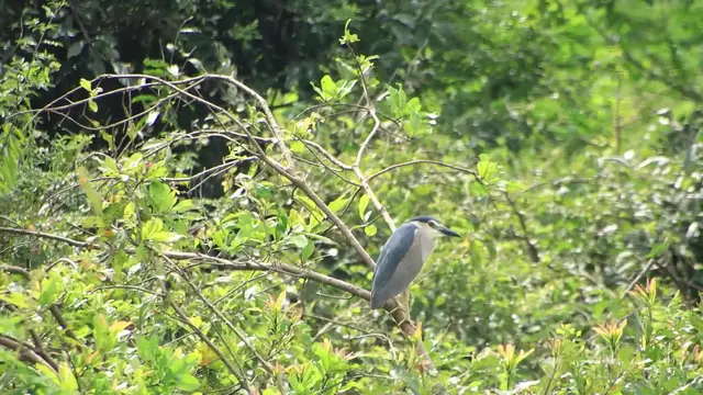 'Video thumbnail for Unkhnow bird wild bird stay to sleep everning'