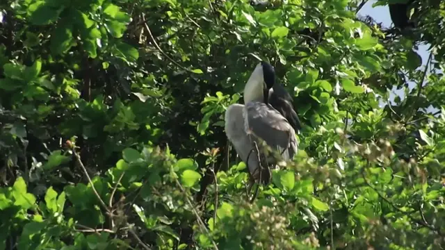 'Video thumbnail for Wild bird cleaning budy by mouse'