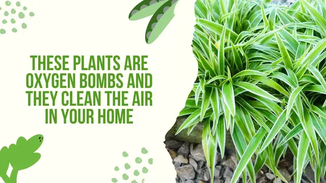 'Video thumbnail for These Plants Are Oxygen Bombs And They Clean The Air In Your Home'
