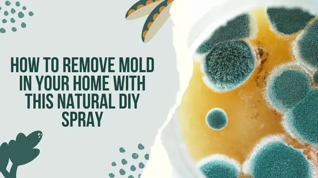 'Video thumbnail for Spray This DIY Oil And You Will Never See Mold In Your Home Again'