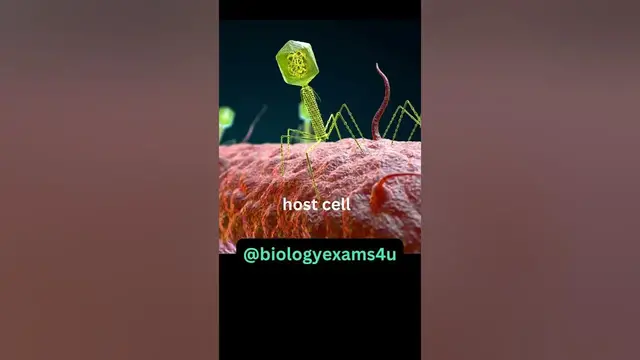 'Video thumbnail for Bacteriophage 3D Animation|| Structure of Bacteriophage|| How Bacteriophage infect Bacteria?'